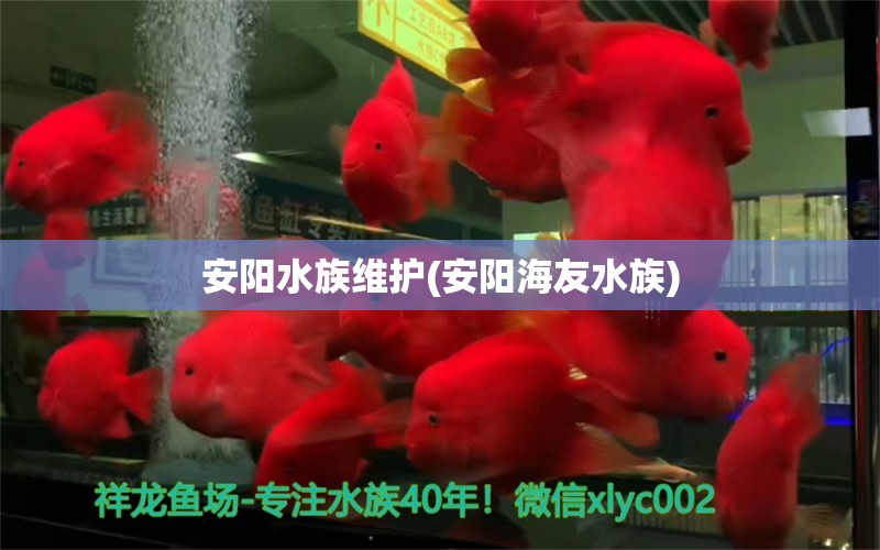 安陽(yáng)水族維護(hù)(安陽(yáng)海友水族) 蝴蝶鯉