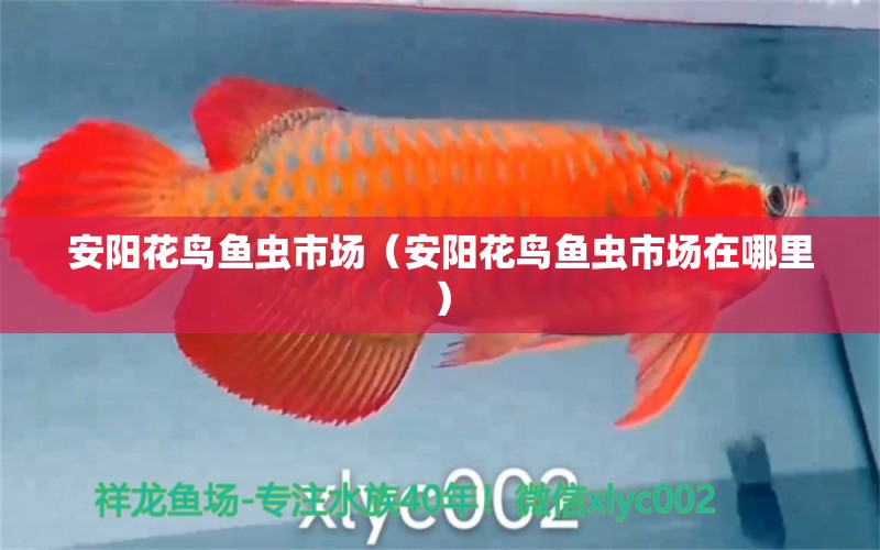 安陽花鳥魚蟲市場(chǎng)（安陽花鳥魚蟲市場(chǎng)在哪里）