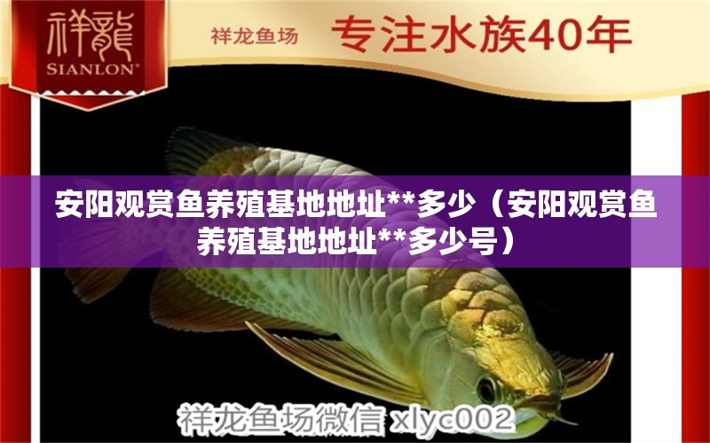 安陽觀賞魚養(yǎng)殖基地地址**多少（安陽觀賞魚養(yǎng)殖基地地址**多少號） 過濾設(shè)備