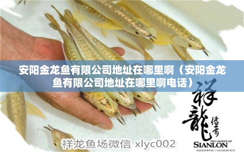 安陽(yáng)金龍魚有限公司地址在哪里?。ò碴?yáng)金龍魚有限公司地址在哪里啊電話） 祥龍水族醫(yī)院