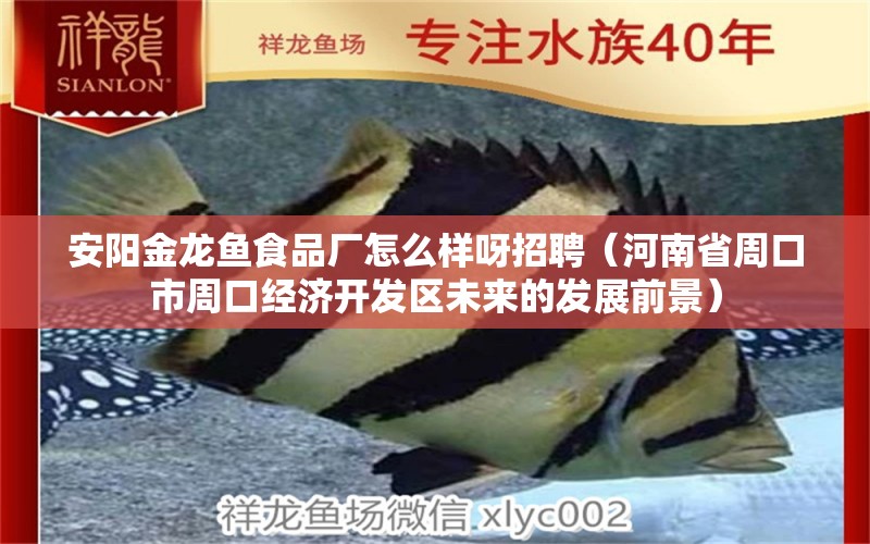 安陽金龍魚食品廠怎么樣呀招聘（河南省周口市周口經(jīng)濟(jì)開發(fā)區(qū)未來的發(fā)展前景） 紅龍福龍魚 第2張