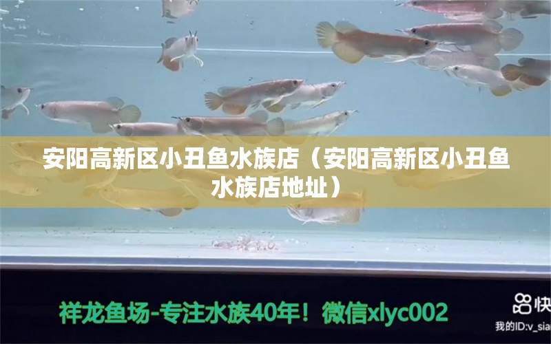 安陽高新區(qū)小丑魚水族店（安陽高新區(qū)小丑魚水族店地址）