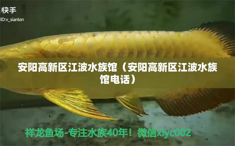 安陽(yáng)高新區(qū)江波水族館（安陽(yáng)高新區(qū)江波水族館電話）