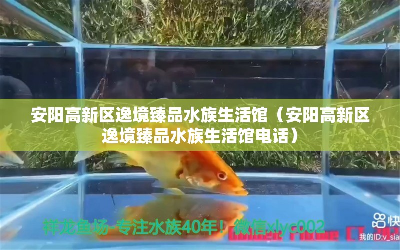 安陽高新區(qū)逸境臻品水族生活館（安陽高新區(qū)逸境臻品水族生活館電話）