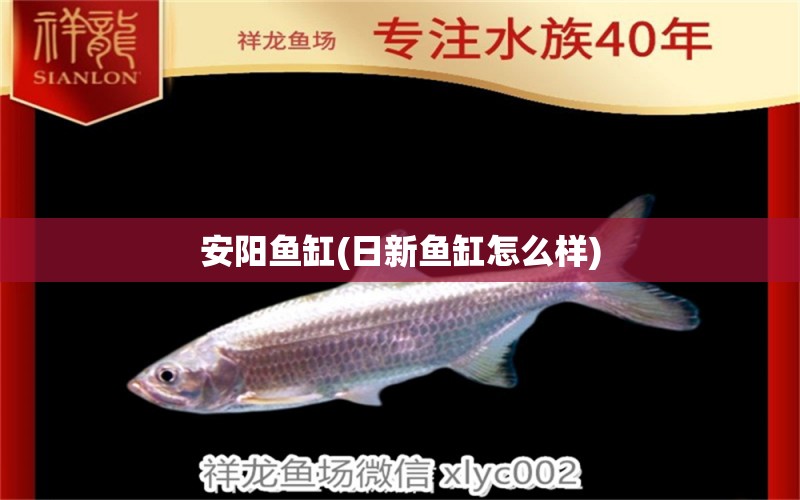 安陽魚缸(日新魚缸怎么樣)