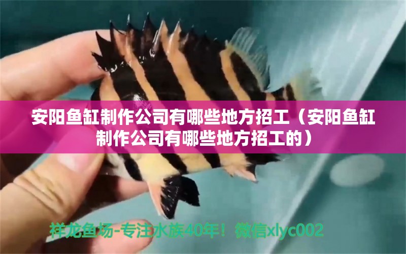 安陽魚缸制作公司有哪些地方招工（安陽魚缸制作公司有哪些地方招工的） 觀賞魚市場(chǎng)（混養(yǎng)魚） 第2張