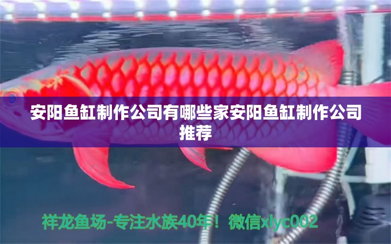 安陽魚缸制作公司有哪些家安陽魚缸制作公司推薦 白子銀版魚苗