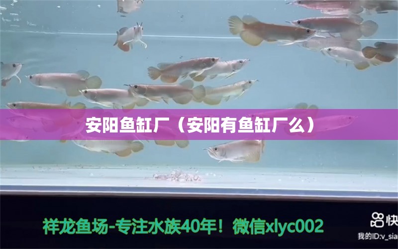 安陽魚缸廠（安陽有魚缸廠么） 其他品牌魚缸