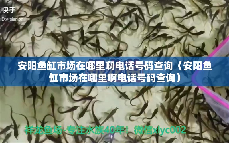 安陽魚缸市場在哪里啊電話號碼查詢（安陽魚缸市場在哪里啊電話號碼查詢） 祥龍水族醫(yī)院