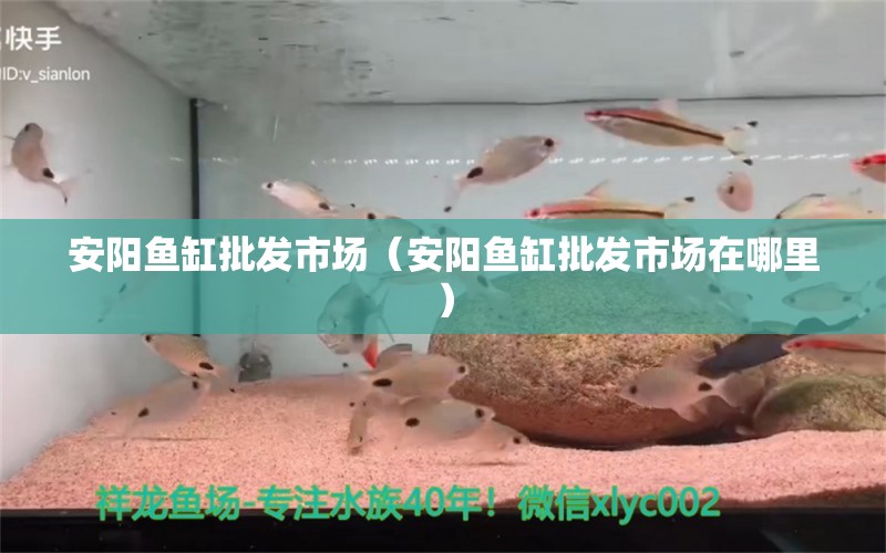 安陽魚缸批發(fā)市場（安陽魚缸批發(fā)市場在哪里） 觀賞魚水族批發(fā)市場