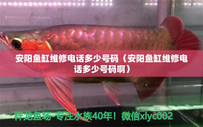 安陽魚缸維修電話多少號碼（安陽魚缸維修電話多少號碼?。?帝王血鉆