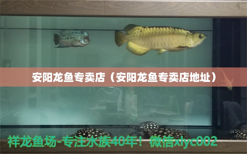 安陽(yáng)龍魚(yú)專賣店（安陽(yáng)龍魚(yú)專賣店地址） 名貴錦鯉魚(yú)