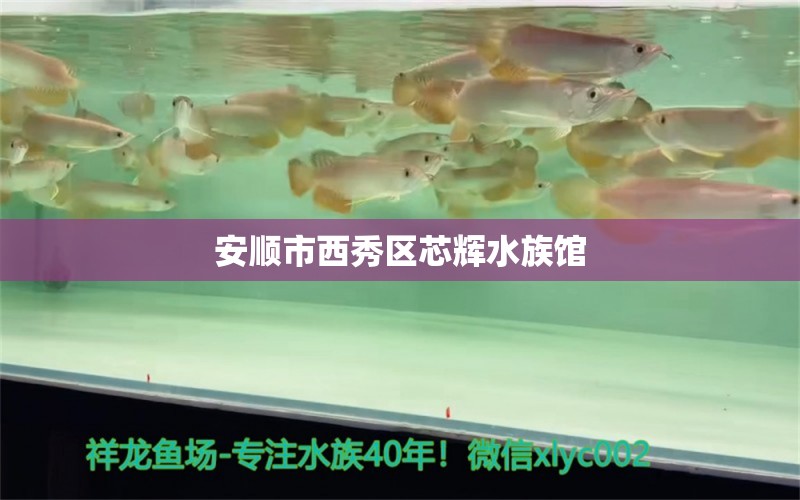 安順市西秀區(qū)芯輝水族館