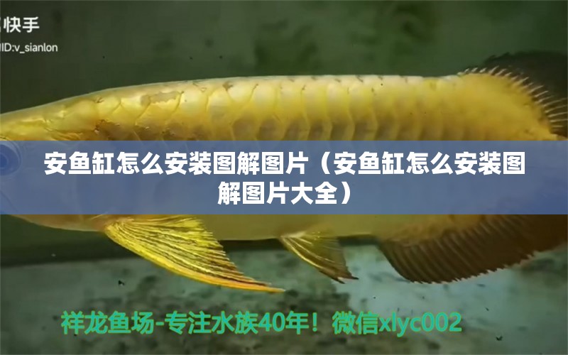 安魚缸怎么安裝圖解圖片（安魚缸怎么安裝圖解圖片大全）