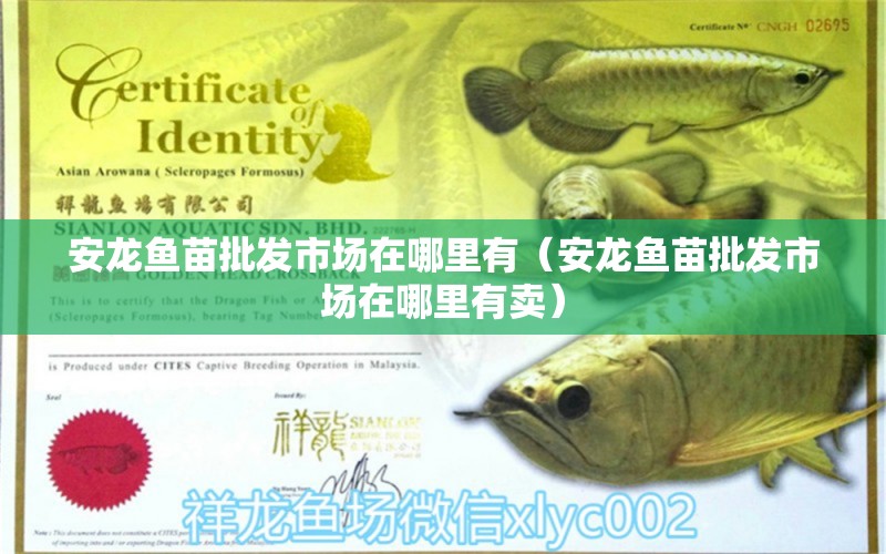 安龍魚苗批發(fā)市場在哪里有（安龍魚苗批發(fā)市場在哪里有賣）