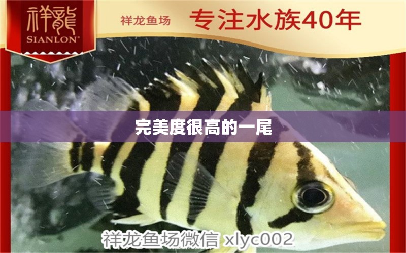 完美度很高的一尾 大日玉鯖魚