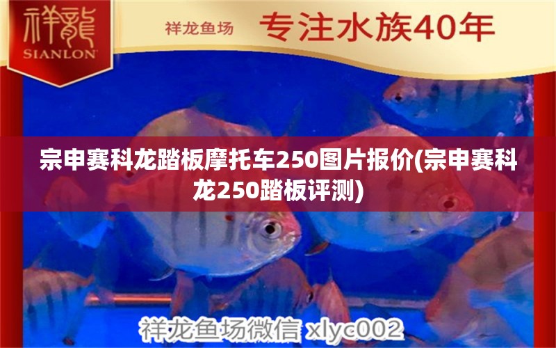 宗申賽科龍?zhí)ぐ迥ν熊?50圖片報價(宗申賽科龍250踏板評測) 沖氧泵