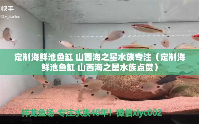 定制海鮮池魚缸 山西海之星水族專注（定制海鮮池魚缸 山西海之星水族點(diǎn)贊）