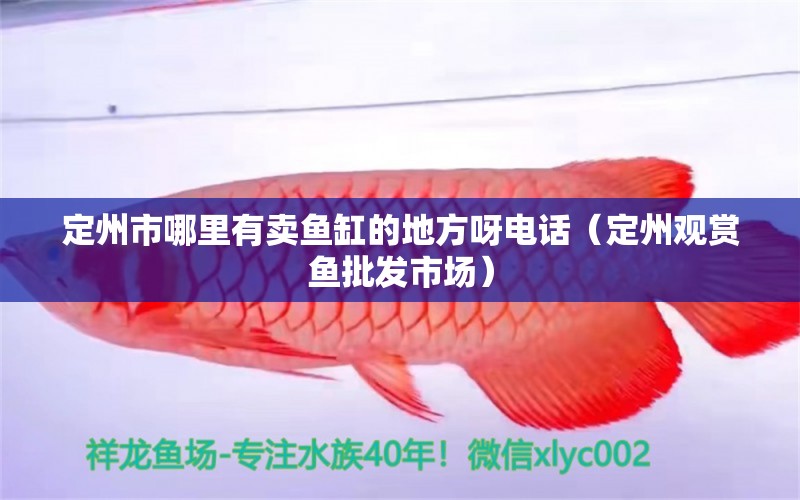 定州市哪里有賣魚(yú)缸的地方呀電話（定州觀賞魚(yú)批發(fā)市場(chǎng)） 觀賞魚(yú)批發(fā)