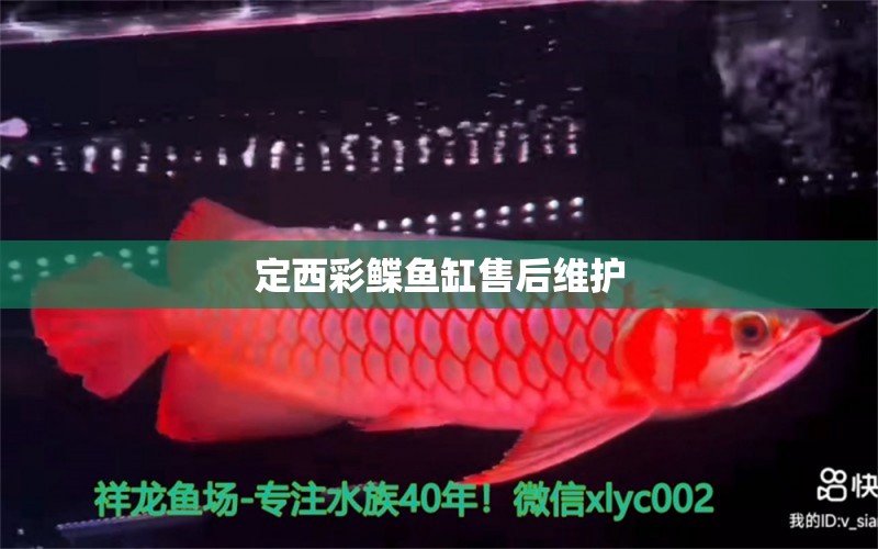 定西彩鰈魚缸售后維護(hù) 彩鰈魚缸（彩蝶魚缸）