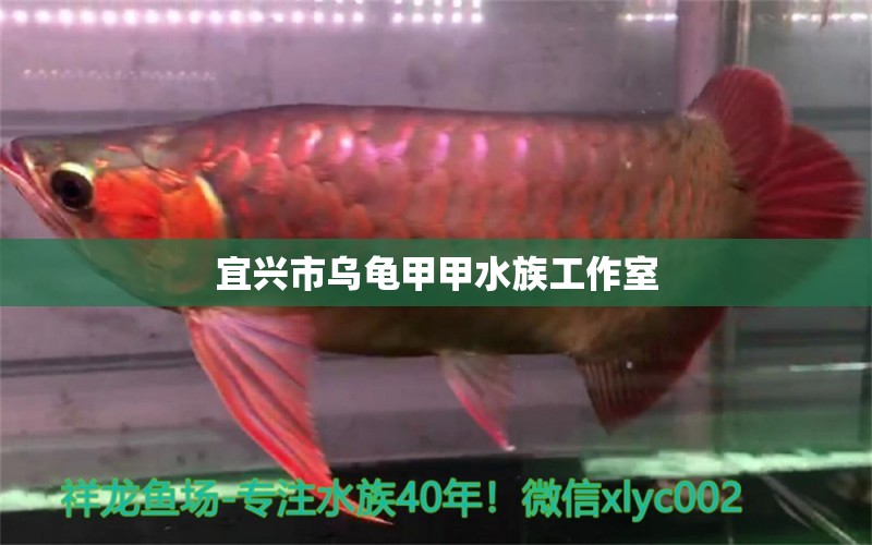 宜興市烏龜甲甲水族工作室