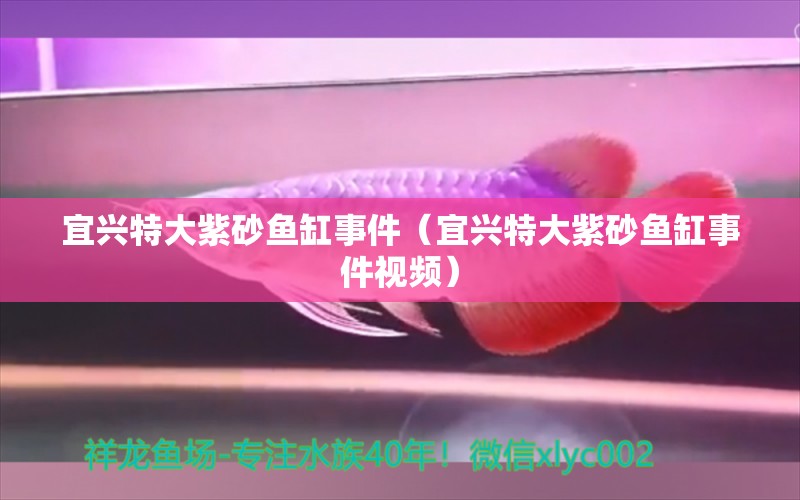 宜興特大紫砂魚缸事件（宜興特大紫砂魚缸事件視頻） 海水魚