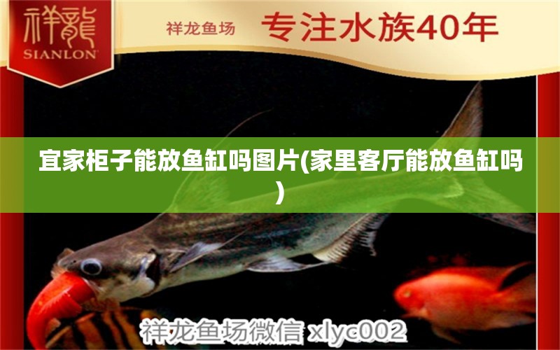 宜家柜子能放魚缸嗎圖片(家里客廳能放魚缸嗎) 金老虎魚