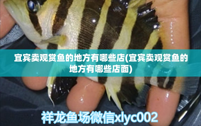 宜賓賣觀賞魚的地方有哪些店(宜賓賣觀賞魚的地方有哪些店面) 粗線銀版魚苗