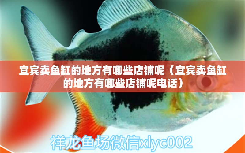 宜賓賣魚缸的地方有哪些店鋪呢（宜賓賣魚缸的地方有哪些店鋪呢電話） 觀賞魚水族批發(fā)市場