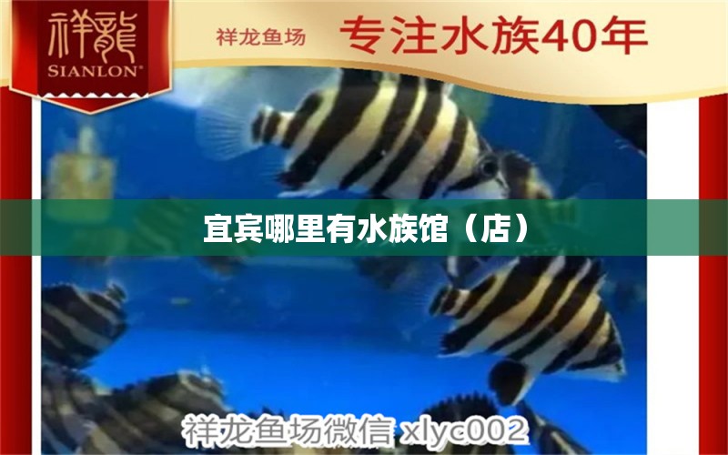 宜賓哪里有水族館（店） 觀賞魚(yú)水族批發(fā)市場(chǎng)