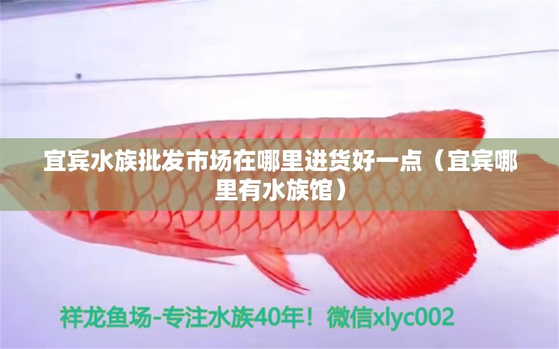 宜賓水族批發(fā)市場(chǎng)在哪里進(jìn)貨好一點(diǎn)（宜賓哪里有水族館）