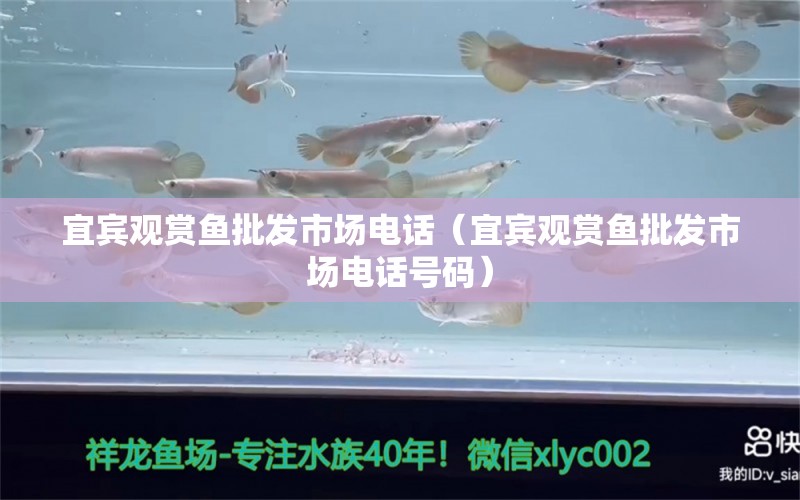 宜賓觀賞魚批發(fā)市場電話（宜賓觀賞魚批發(fā)市場電話號碼）