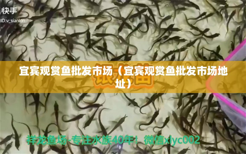 宜賓觀賞魚(yú)批發(fā)市場(chǎng)（宜賓觀賞魚(yú)批發(fā)市場(chǎng)地址） 觀賞魚(yú)批發(fā)