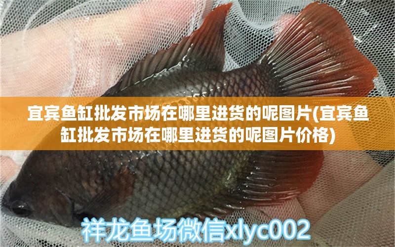 宜賓魚缸批發(fā)市場在哪里進貨的呢圖片(宜賓魚缸批發(fā)市場在哪里進貨的呢圖片價格) 蝴蝶鯉 第1張