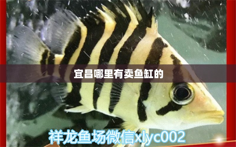 宜昌哪里有賣魚缸的