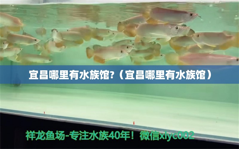 宜昌哪里有水族館?（宜昌哪里有水族館）