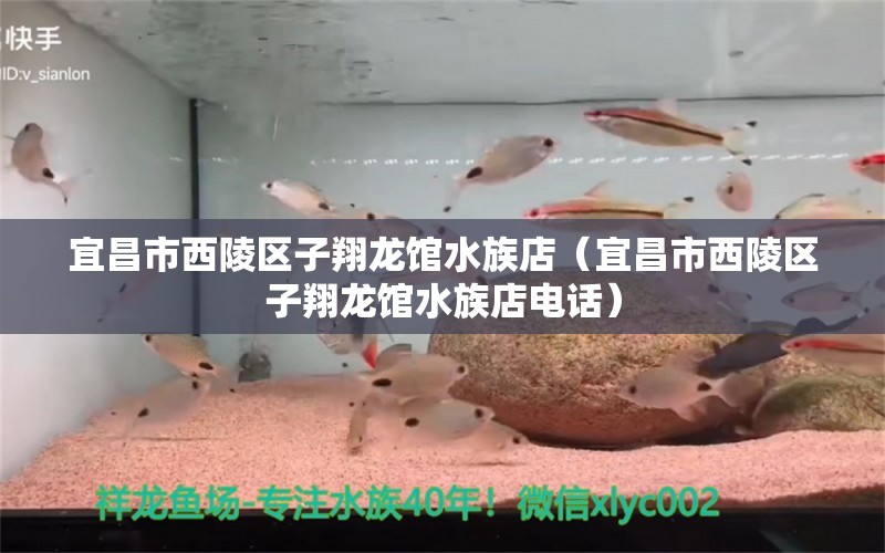 宜昌市西陵區(qū)子翔龍館水族店（宜昌市西陵區(qū)子翔龍館水族店電話）