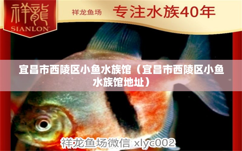 宜昌市西陵區(qū)小魚(yú)水族館（宜昌市西陵區(qū)小魚(yú)水族館地址）