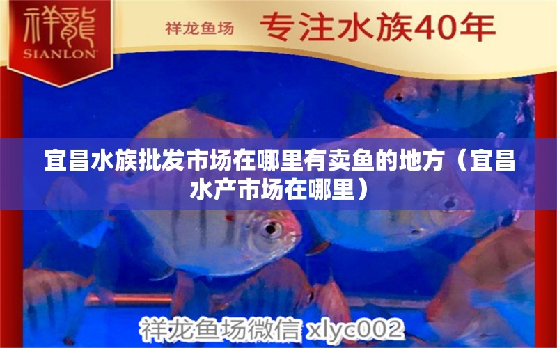 宜昌水族批發(fā)市場在哪里有賣魚的地方（宜昌水產(chǎn)市場在哪里） 觀賞魚批發(fā)