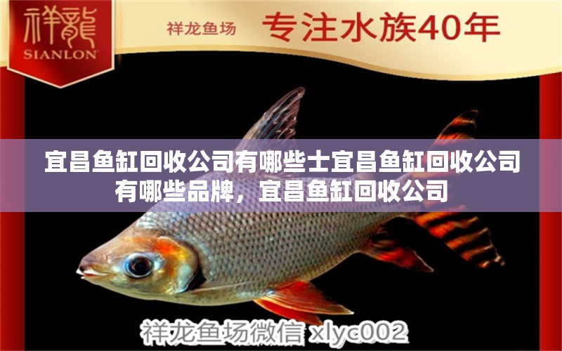 宜昌魚缸回收公司有哪些士宜昌魚缸回收公司有哪些品牌，宜昌魚缸回收公司 球鯊魚 第1張