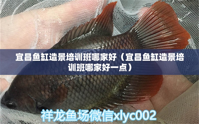 宜昌魚缸造景培訓(xùn)班哪家好（宜昌魚缸造景培訓(xùn)班哪家好一點）