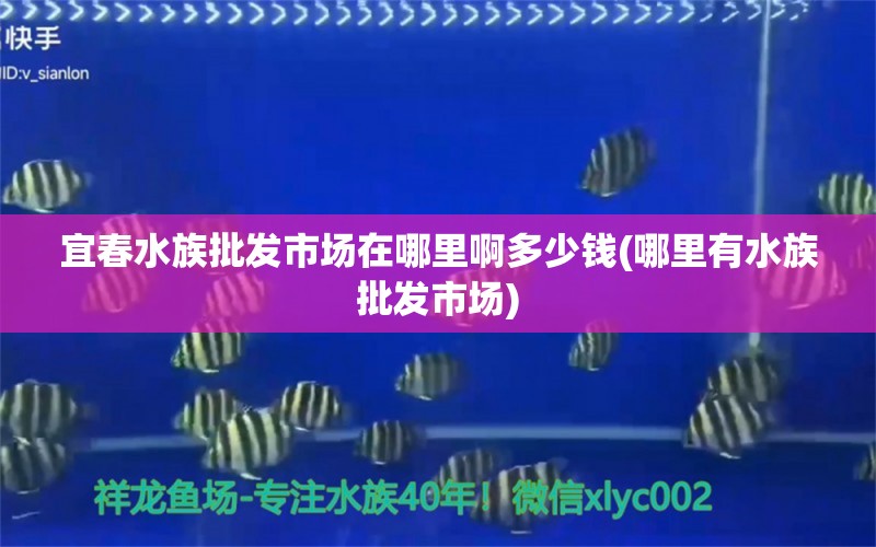 宜春水族批發(fā)市場(chǎng)在哪里啊多少錢(qián)(哪里有水族批發(fā)市場(chǎng)) 觀賞魚(yú)水族批發(fā)市場(chǎng)