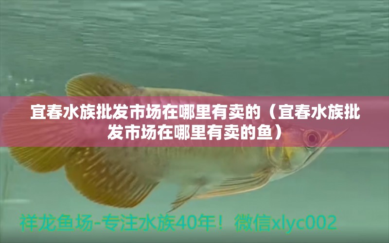 宜春水族批發(fā)市場在哪里有賣的（宜春水族批發(fā)市場在哪里有賣的魚） 觀賞魚批發(fā)