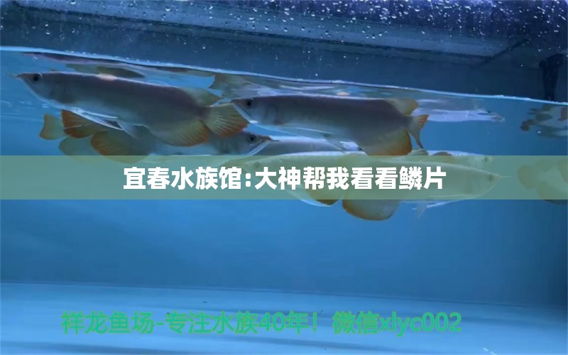 宜春水族館:大神幫我看看鱗片 觀賞魚飼料