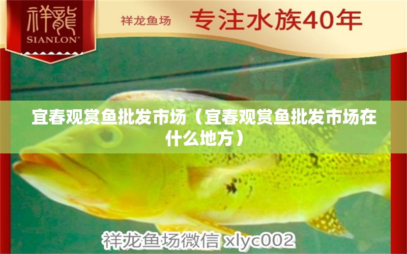 宜春觀賞魚批發(fā)市場(chǎng)（宜春觀賞魚批發(fā)市場(chǎng)在什么地方）