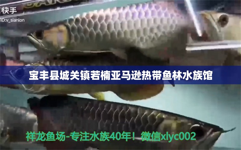 寶豐縣城關(guān)鎮(zhèn)若楠亞馬遜熱帶魚林水族館 全國水族館企業(yè)名錄