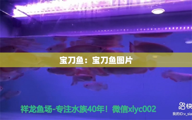 寶刀魚：寶刀魚圖片