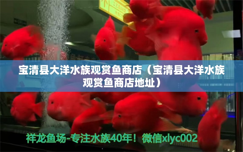 寶清縣大洋水族觀賞魚商店（寶清縣大洋水族觀賞魚商店地址） 全國水族館企業(yè)名錄 第1張