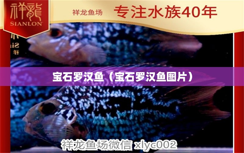 寶石羅漢魚（寶石羅漢魚圖片） 羅漢魚