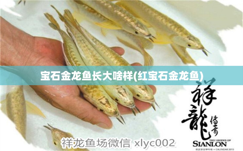 寶石金龍魚長大啥樣(紅寶石金龍魚) 短身紅龍魚